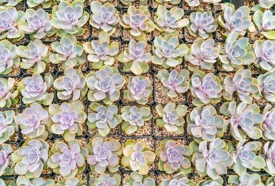 Tessela Mosaicos